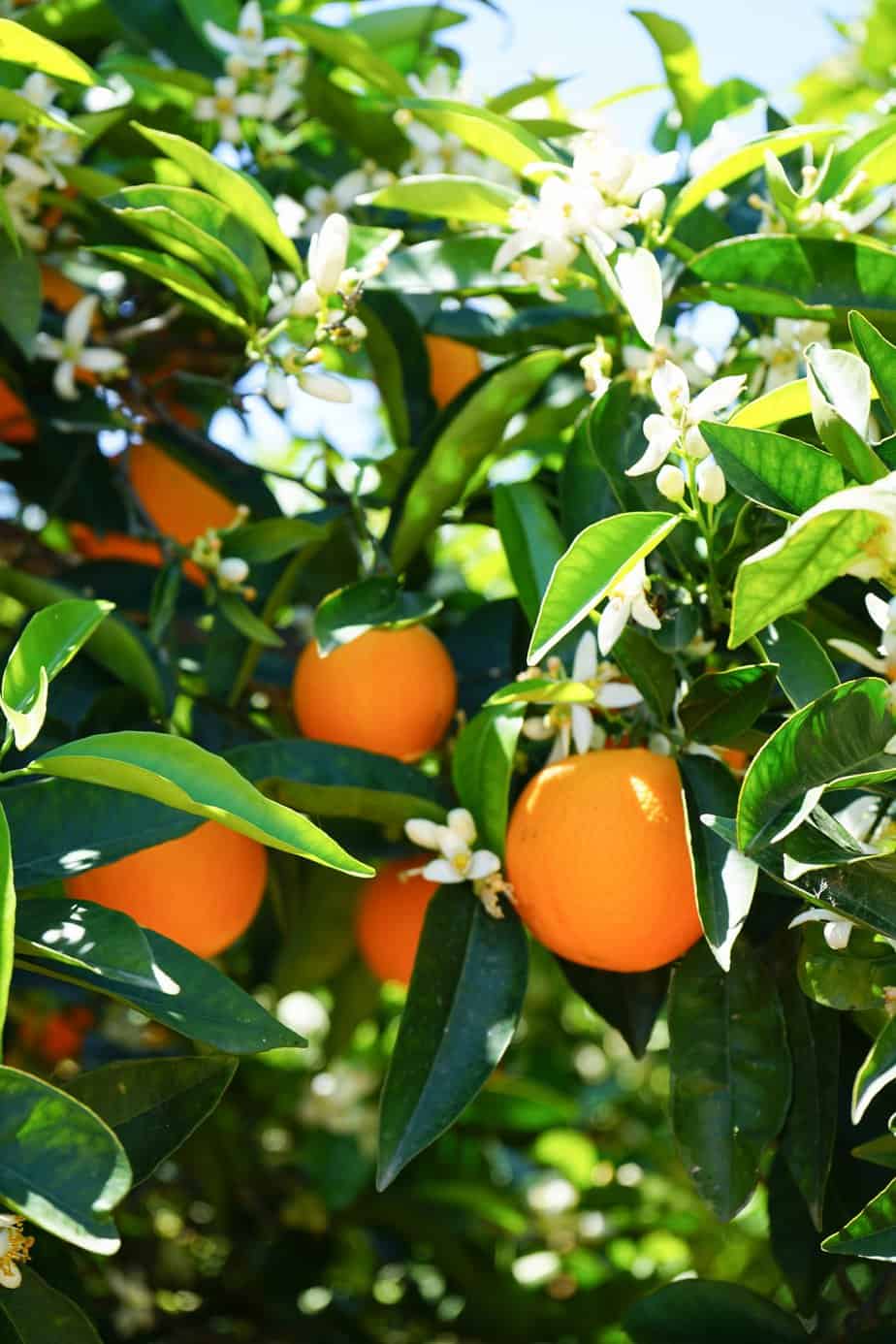 orange tree close up with blossom